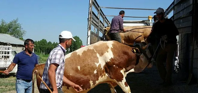 Kurbanlık fiyatları 2022 ne kadar? Küçükbaş ve büyükbaş kurbanlık fiyatları kaç TL oldu? Resmi açıklama geldi mi?