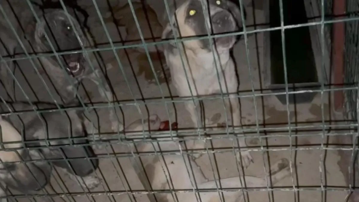 Hayvan barınağında tepki çeken görüntü! Köpekler telef oldu