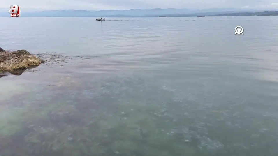 Karadeniz’de denizanası varlığı artıyor! Sinop’ta çok sayıda denizanası görüntülendi