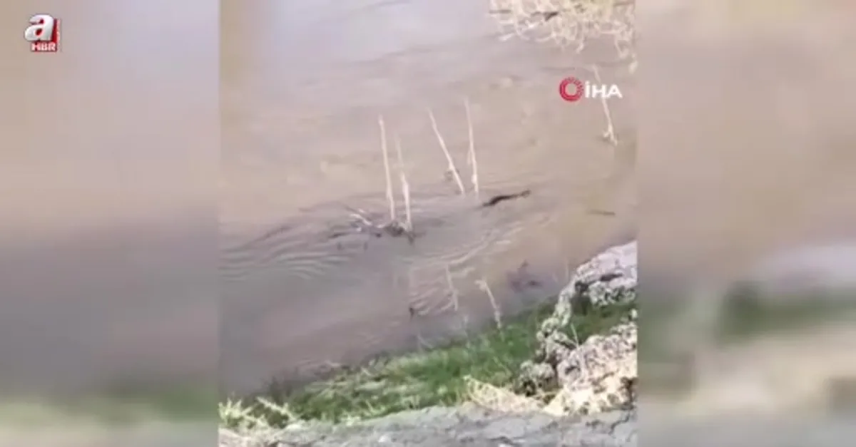 Aşkale'de su samuru görüntülendi