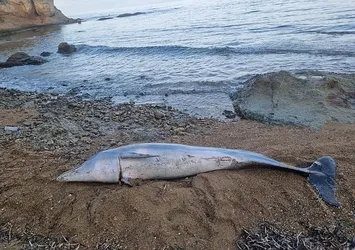 Çanakkale'de kıyıya ölü yunus vurdu