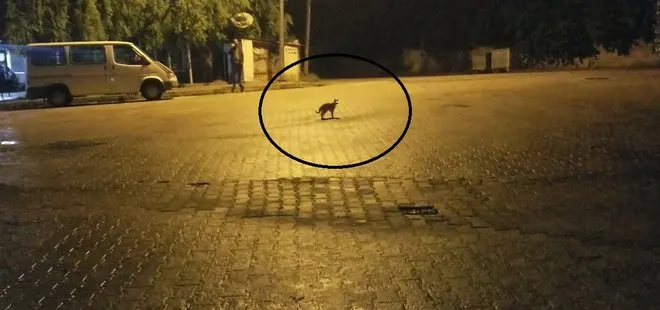 Erzincan’da bakkaldaki hırsızlık şüphelisi kedi çıktı