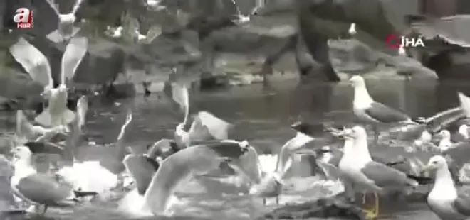 Van Gölü'nde martıların inci kefali avı