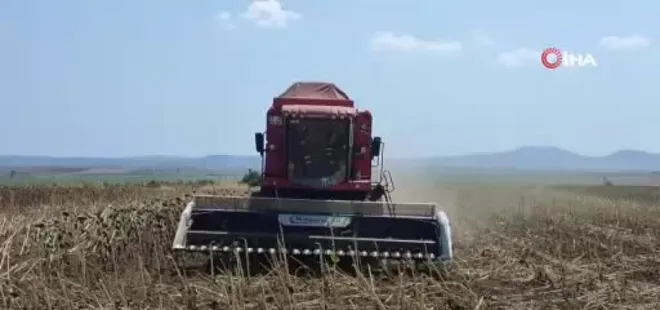 Keşan'da ayçiçeği hasadı başladı