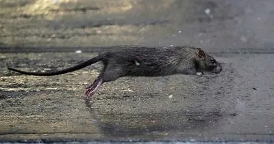New York u fareler bastı Sıçan Şefi ne 170 bin