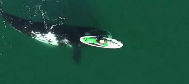 Denizde korkunç anlar saniye saniye kamerada! Kano süren kadınla dev balina...