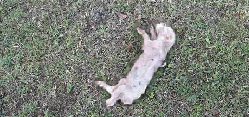 Bosna Hersek'te camiye çirkin saldırı! Domuz leşi bıraktılar