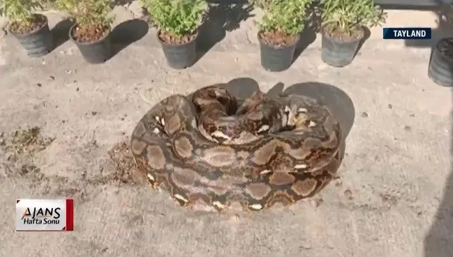 Dükkanı açmak istedi 10 metrelik piton yılanını görünce şoke oldu!