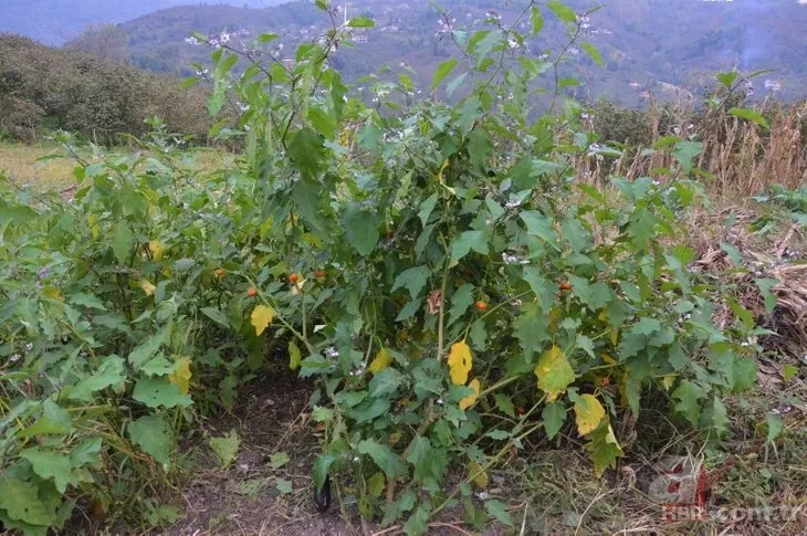 Patlıcan tohumu ekti hayatının şokunu yaşadı! Görenlerin ağzı açık kaldı... 3