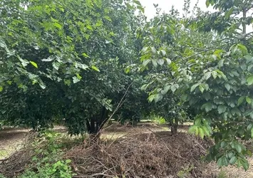Adana’da hurma bahçesinde kan donduran olay! Çalıların arasında o halde bulundu