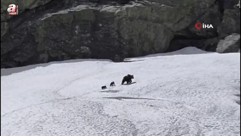 Bursa Uludağ’da kış uykusundan uyanan ayı ailesi görüntülendi