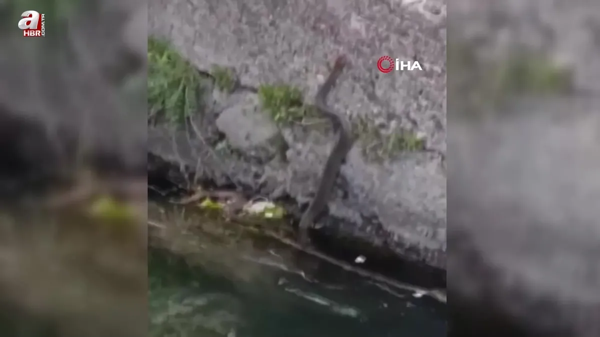 Su kanalının duvarına düşen yılanı böyle kurtardılar