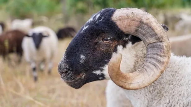 Kurban keserken nelere dikkat edilmeli? Kurban kestikten sonra kılınan namaz nedir, kaç rekat?