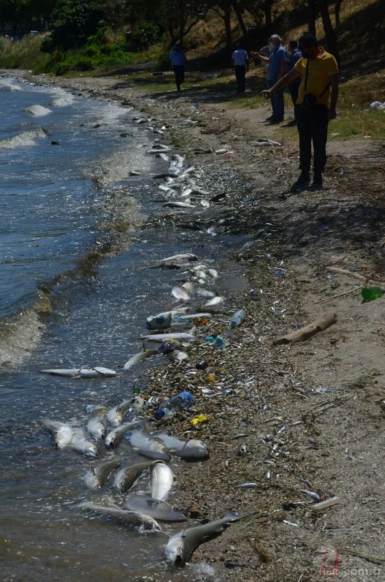 İstanbul'da büyük skandal ve acı veren görüntüler! Küçükçekmece'deki balık ölümlerinin nedeni ne? 19