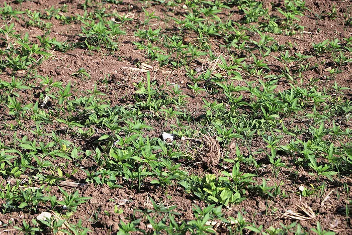 Başkan Erdoğan gündeme getirmişti! Kenevir üretimi iki katına çıkarıldı