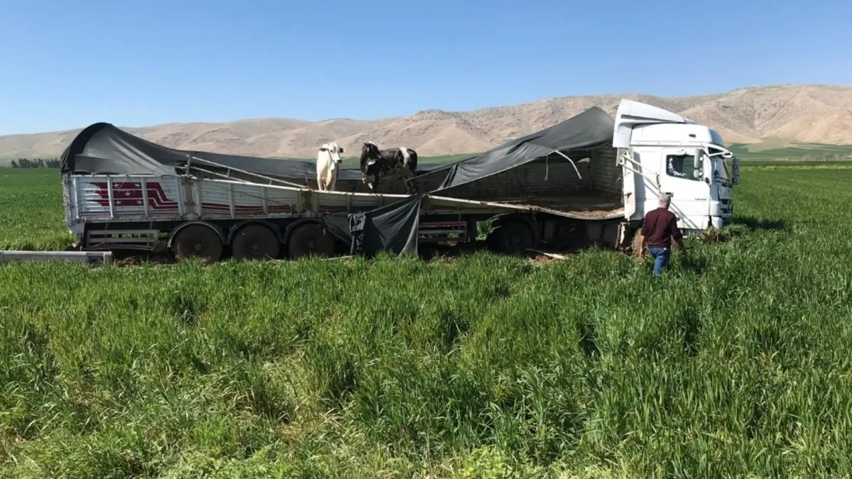 TIR devrildi büyükbaşlar dorseden çıkıp karayolunda gezdi