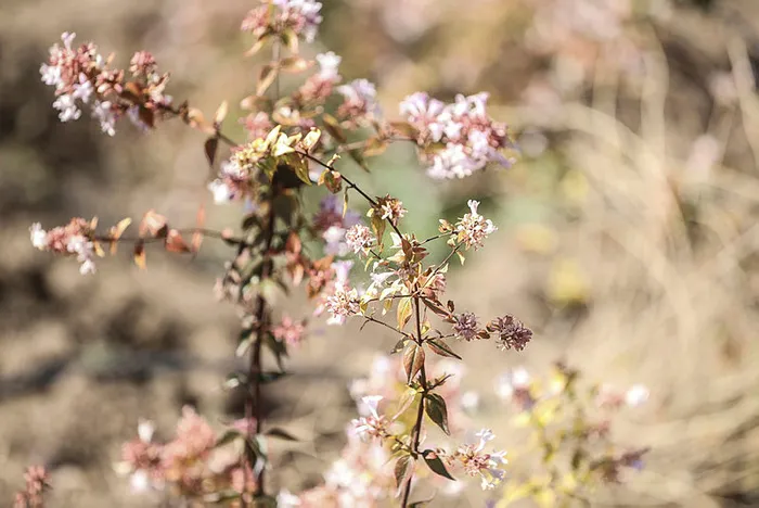 Türkiye’nin tıbbi aromatik bitkilerden geliri 150 milyar dolar olabilir