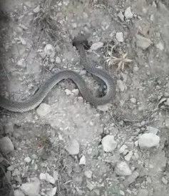 2-metre-boyundaki-yilanla-sohbet-etti-o-anlar-kamerada-1633092170665.jpg 2 metre boyundaki yılanla sohbet etti! O anlar kamerada - 1