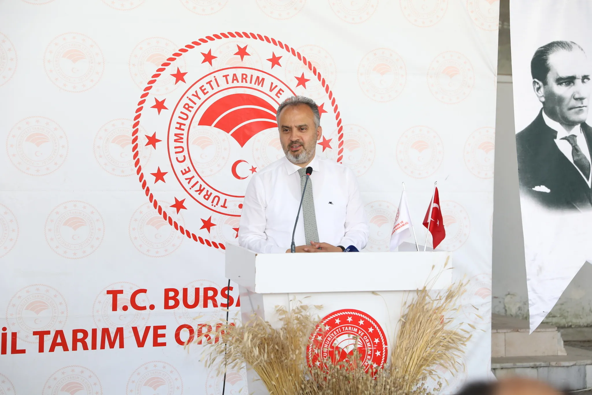 Siyez buğdayı ve çörek otunda hasat zamanı