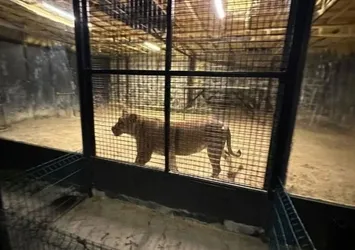 Beykoz'da ormanlık alanda aslan alarmı! Ekipler harekete geçti