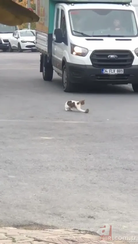 Çizgi film Tom ve Jerry’i akıllara getirdi! Kartal’da sürücüleri şoke eden olay… Neye uğradığını şaşırdı 3