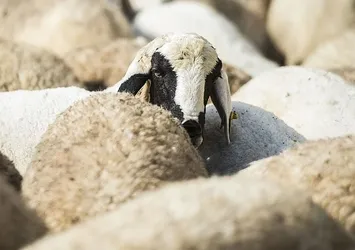 Türk Kızılayı kurban fiyatlarını açıkladı