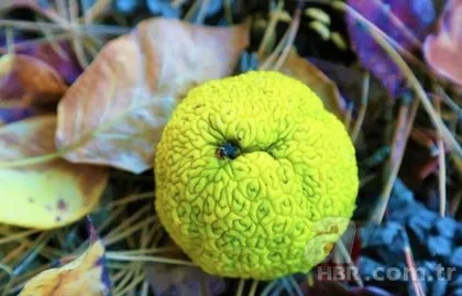 Adı yalancı, kendi şifacı! Sakın öyle tüketmeyin... İLAÇLARI RAFA KALDIRIN! Merhem kıvamına getirip kullanınca ağrıdan eser kalmıyor
