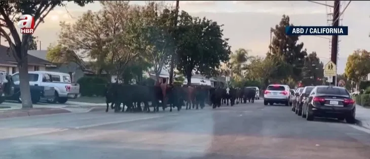 Firari inek sokakları birbirine kattı! Kesilmekten kurtulamadı