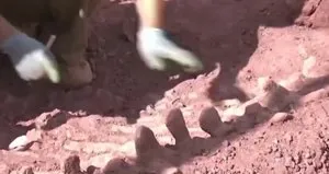 200 milyon yıllık dinozor fosili