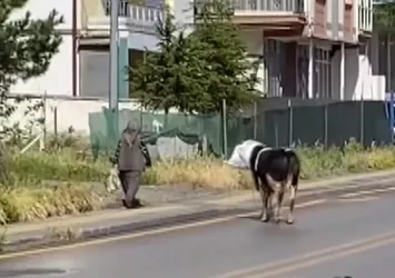 Kaçan danayı uzaklaştırmak için hamle yaptı! Yaşlı kadına böyle saldırdı