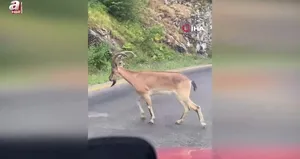 Yaban keçisi böyle görüntülendi