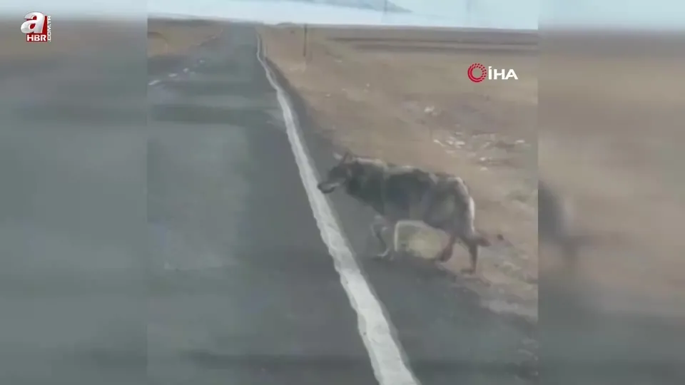 Kars’ta yol kenarına inen kurt kamerada