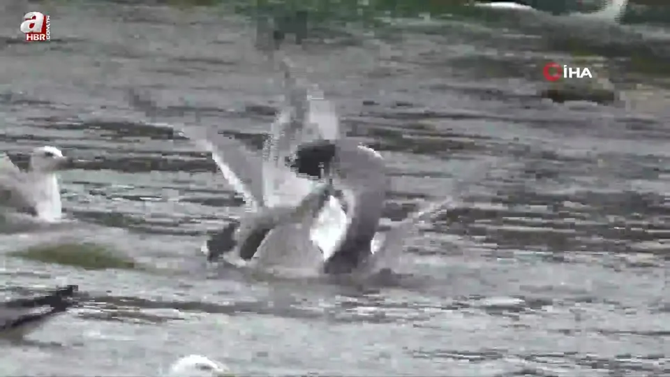 Martıların balık kavgası kamerada