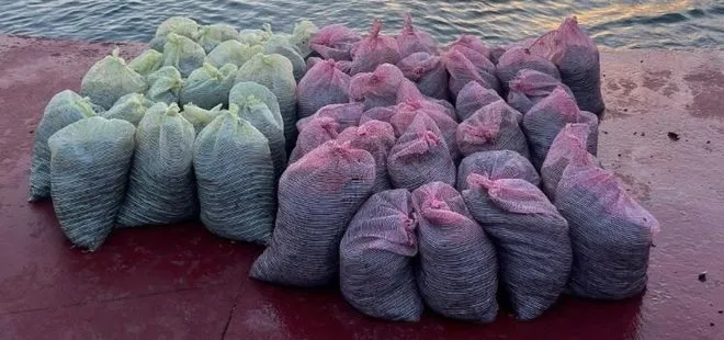 İstanbul, Ankara ve İzmir’de piyasaya süreceklerdi! 1 buçuk ton kaçak midye ele geçirildi