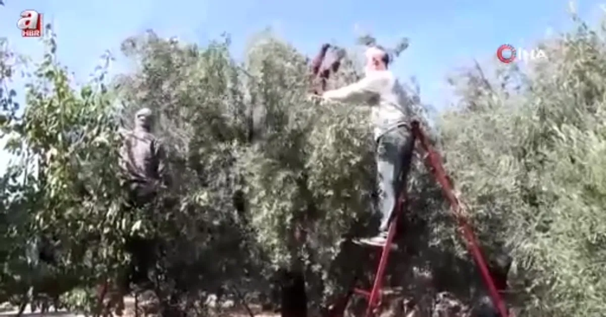 Zeytinin zahmetli yağ yolculuğu