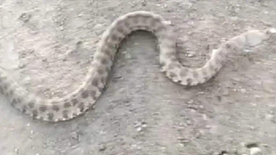 Son dakika: En zehirli yılan türlerinden! Kendisine saldırınca boğazından yakaladı .