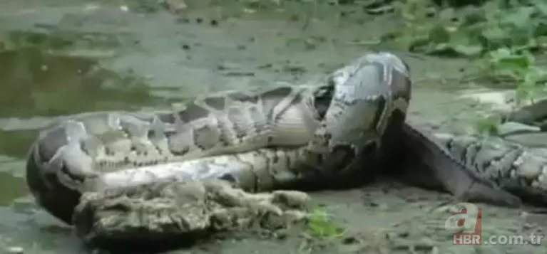 Dev piton timsahı yutmaya kalkıştı! Görenler inanamadı... 9