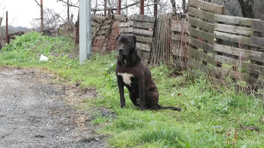 Başıboş köpekler dehşet saçtı! 6 yaşındaki Şirin'e saldırdılar 5