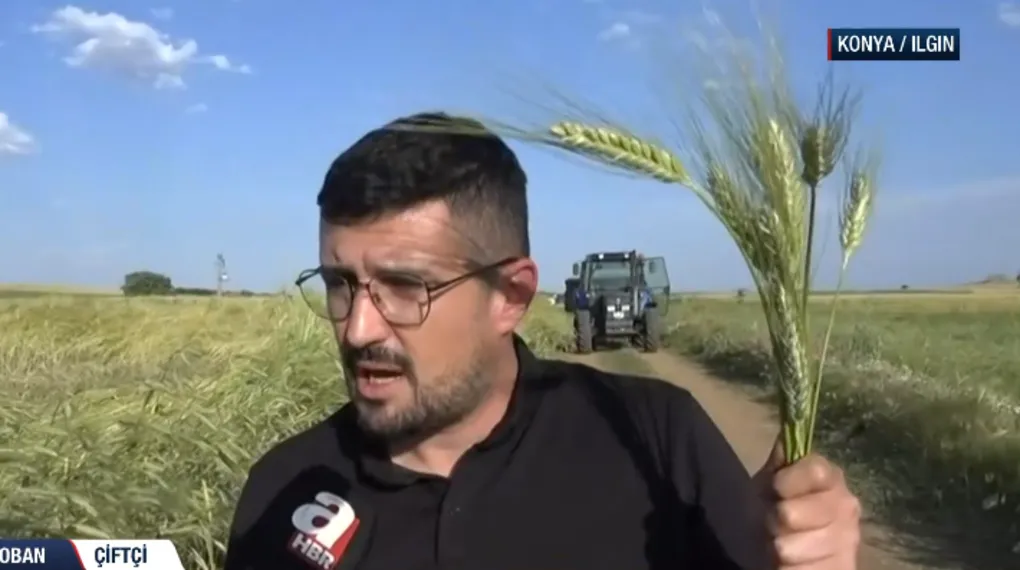 2 metreye yakın buğday başakları şaşırttı