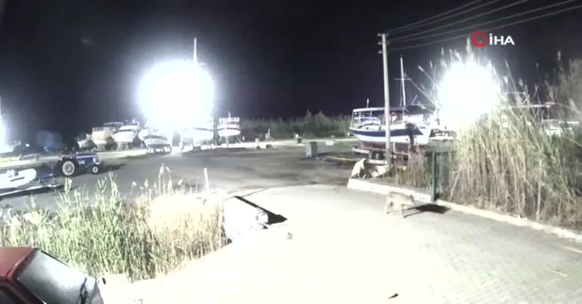 Son dakika: Şehir merkezine inip kümese dadandı! Böyle görüntülendi |Video