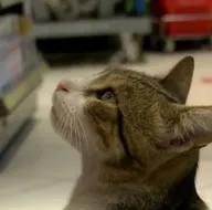 Gülümseten kedi! Topal ve baygın taklidi yapıyor