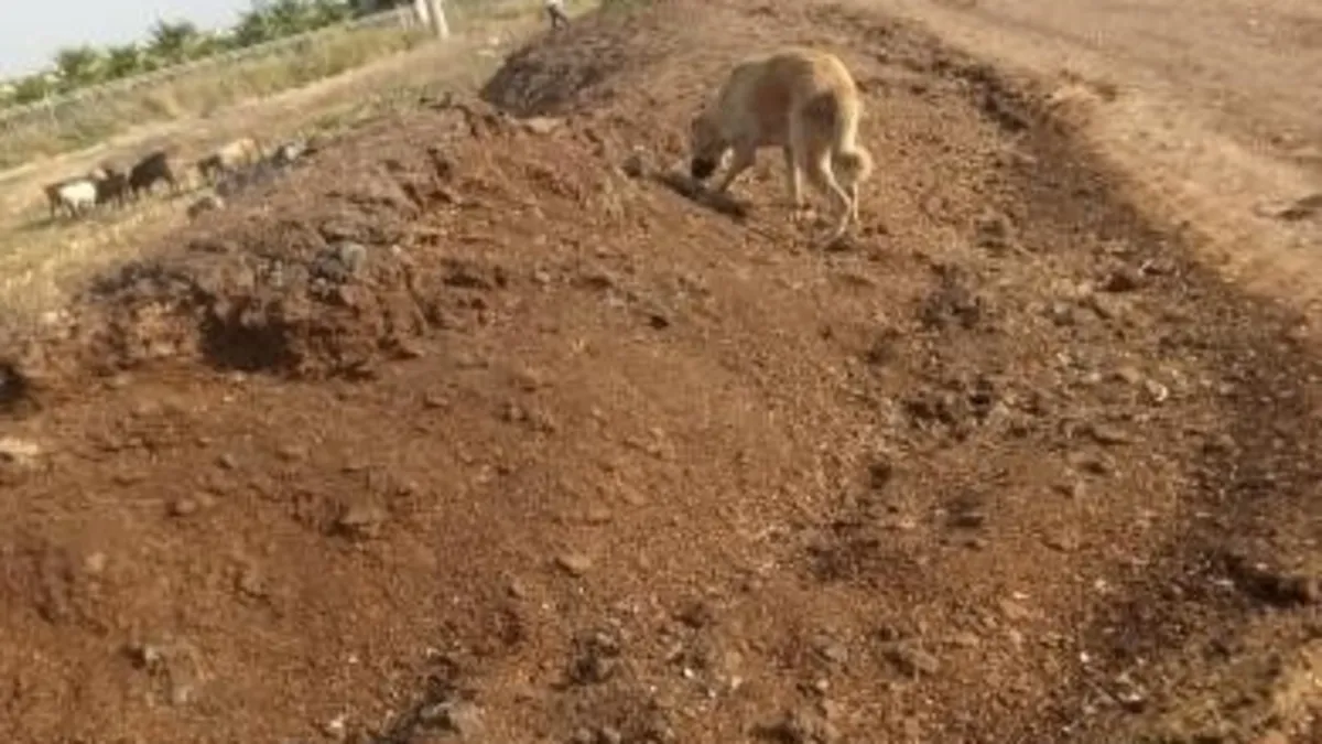 Adana'da tavuk pisliği çilesi! Mahalleli çileden çıktı
