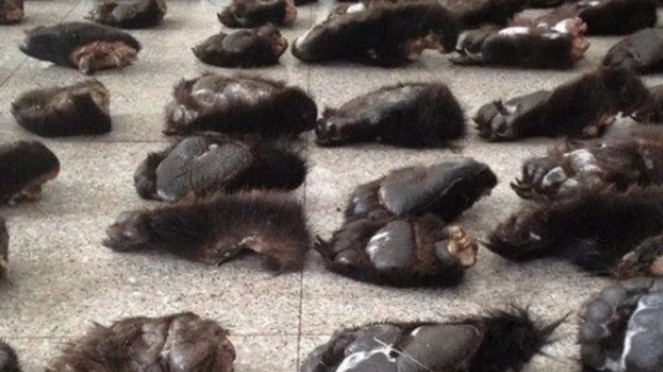insanlarin ne kadar acimasiz oldugunu