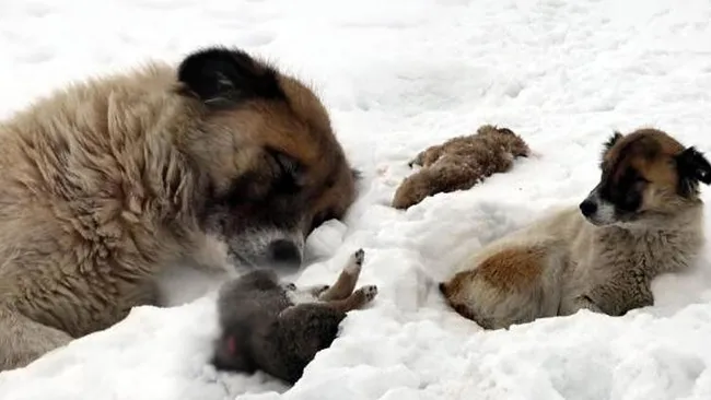 Van'da donarak ölen yavrularının başında ayrılmayan köpek duygulandırdı - 3