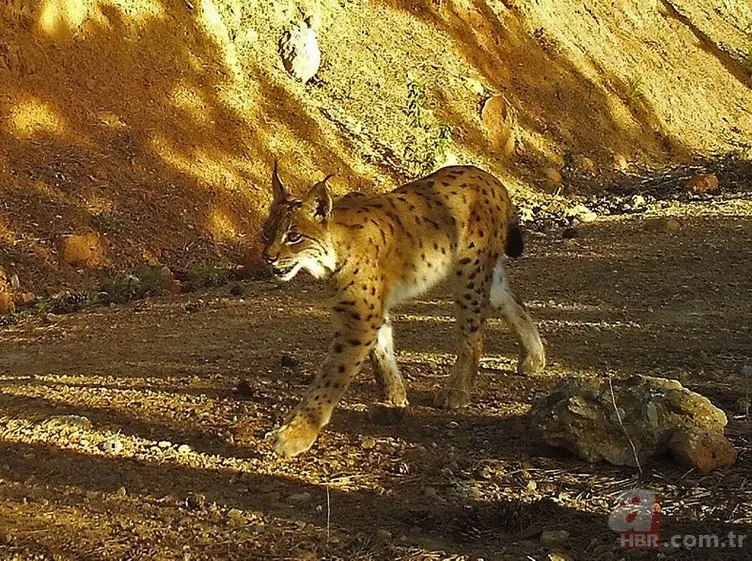 Dünyada ve Türkiye'de bir ilk! Aynı bölgede görüldüler 6