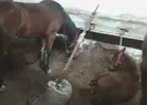 İSPARK ahırlarında tutuluyorlar! Yürekler sızladı