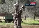 Muğlada ağaç katliamı! CHPli belediye 150 yıllık zeytin ağaçlarını katletti