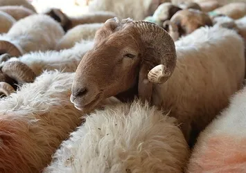 'Kurbanlık sayısında sıkıntı yok'