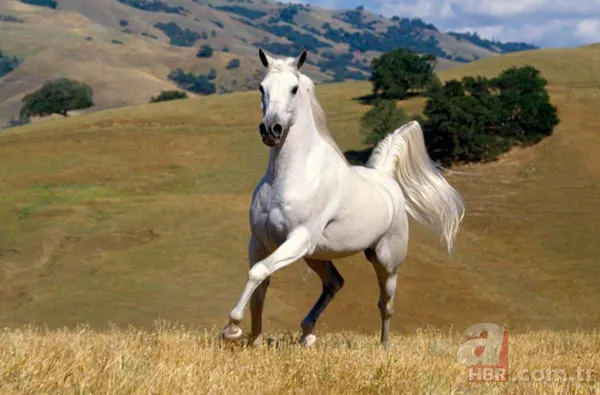 En uzun yaşayan hayvan hangisidir? 3