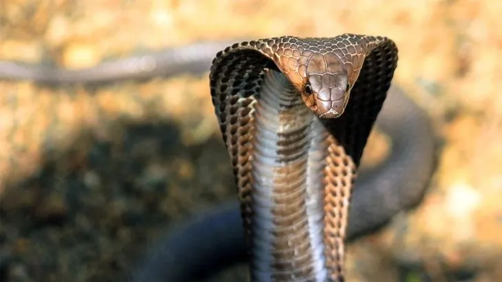Kral kobra yılanı İngiliz adama saldırdı! Dünyanın en tehlikeli yılanı dinlenen adamı yakaladı